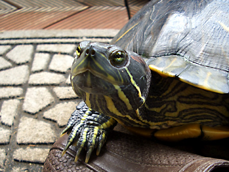 猫、チンチラ・来夢、来喜、ミドリガメ・マックス、コロタン