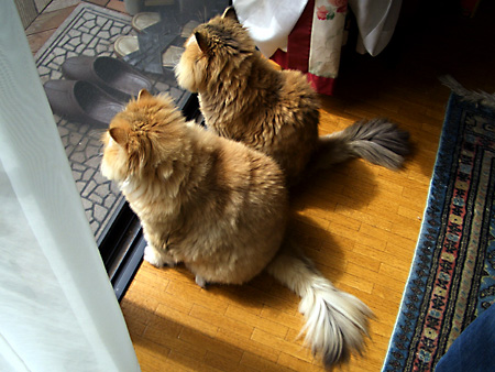 猫、チンチラ・来夢、来喜、ミドリガメ・マックス、コロタン