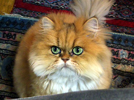 猫、チンチラ・来夢、来喜、ミドリガメ・マックス、コロタン