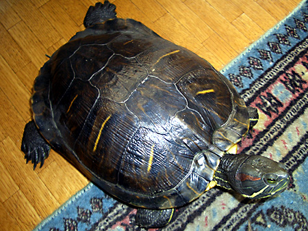 猫、チンチラ・来夢、来喜、ミドリガメ・マックス、コロタン