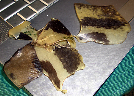 猫, チンチラ・ゴールデン, 来夢, 来喜