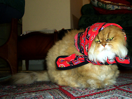 猫、チンチラ・来夢、来喜、ミドリガメ・マックス、コロタン