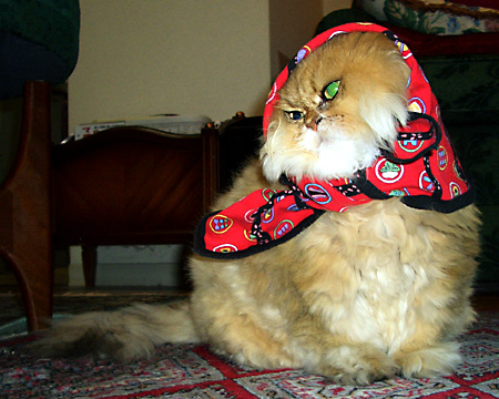 猫, チンチラ・ゴールデン, 来夢, 来喜