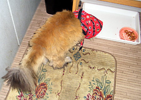 猫, チンチラ・ゴールデン, 来夢, 来喜