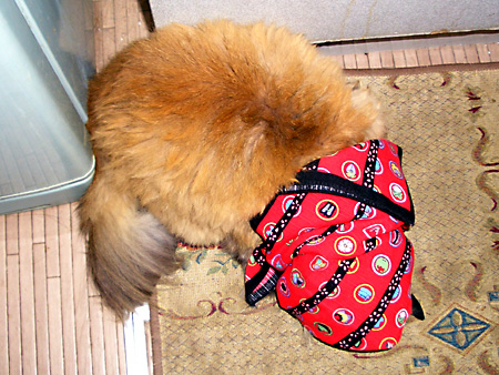 猫、チンチラ・来夢、来喜、ミドリガメ・マックス、コロタン