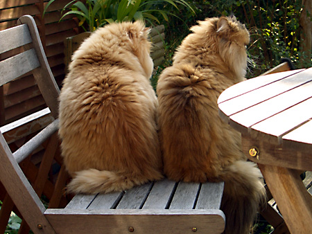 猫、チンチラ・来夢、来喜、ミドリガメ・マックス、コロタン