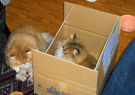 猫, チンチラ・ゴールデン, 来夢, 来喜