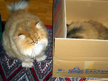 猫、チンチラ・来夢、来喜、ミドリガメ・マックス、コロタン