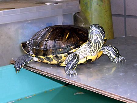 猫、チンチラ・来夢、来喜、ミドリガメ・マックス、コロタン