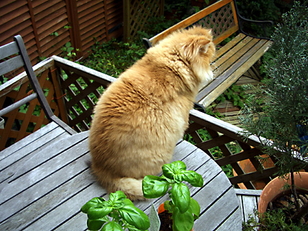 猫、チンチラ・来夢、来喜、ミドリガメ・マックス、コロタン