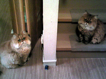 猫、チンチラ・来夢、来喜、ミドリガメ・マックス、コロタン