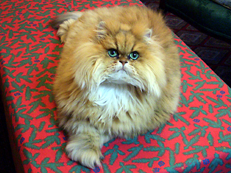 猫、チンチラ・来夢、来喜、ミドリガメ・マックス、コロタン