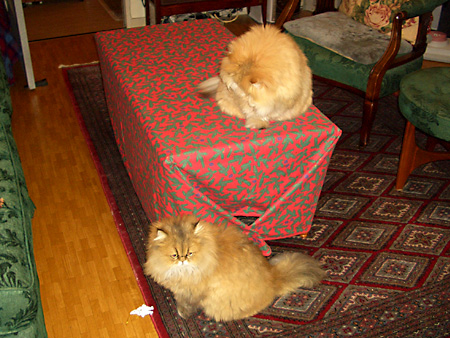 猫、チンチラ・来夢、来喜、ミドリガメ・マックス、コロタン