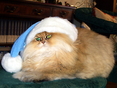 猫、チンチラ・来夢、来喜、ミドリガメ・マックス、コロタン