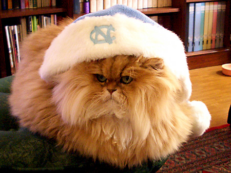 猫、チンチラ・来夢、来喜、ミドリガメ・マックス、コロタン