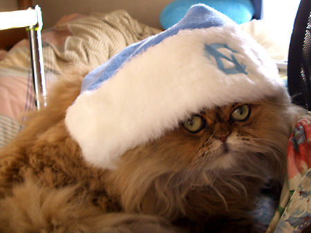 猫、チンチラ・来夢、来喜、ミドリガメ・マックス、コロタン