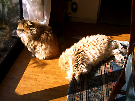 猫、チンチラ・来夢、来喜、ミドリガメ・マックス、コロタン