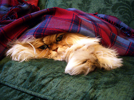 猫、チンチラ・来夢、来喜、ミドリガメ・マックス、コロタン