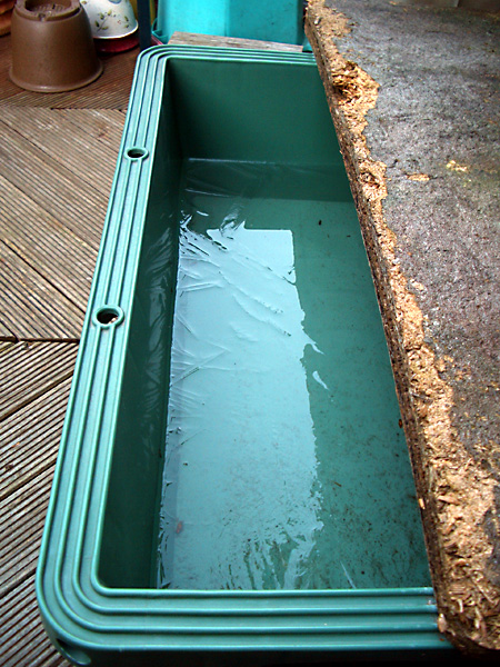 猫, チンチラ・ゴールデン, 来夢, 来喜