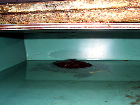 猫、チンチラ・来夢、来喜、ミドリガメ・マックス、コロタン