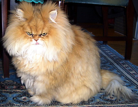 猫, チンチラ・ゴールデン, 来夢, 来喜