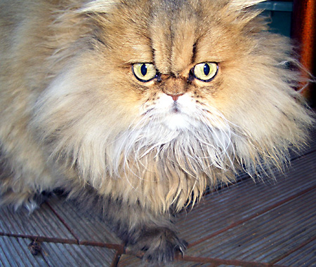 猫, チンチラ・ゴールデン, 来夢, 来喜