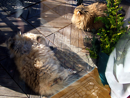 猫、チンチラ・来夢、来喜、ミドリガメ・マックス、コロタン