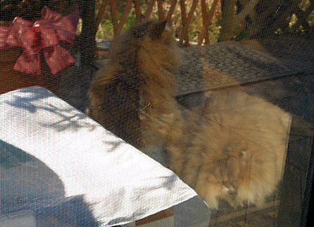 猫, チンチラ・ゴールデン, 来夢, 来喜