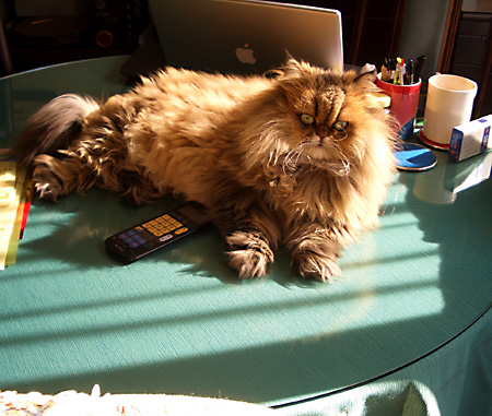 猫, チンチラ・ゴールデン, 来夢, 来喜