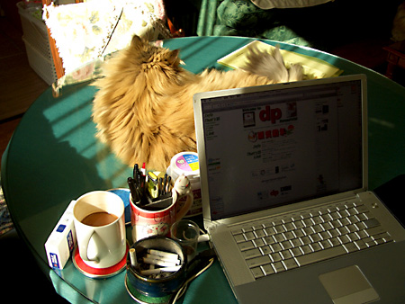 猫、チンチラ・来夢、来喜、ミドリガメ・マックス、コロタン