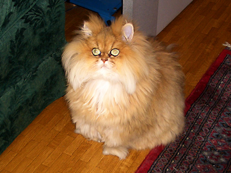 猫、チンチラ・来夢、来喜、ミドリガメ・マックス、コロタン