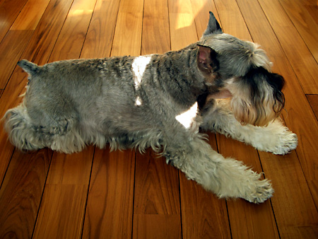 猫、チンチラ・来夢、来喜、ミドリガメ・マックス、コロタン