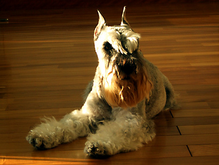 猫、チンチラ・来夢、来喜、ミドリガメ・マックス、コロタン