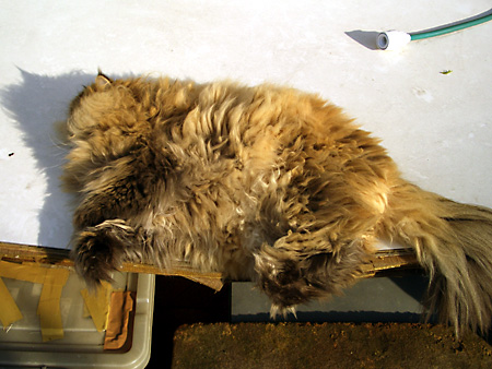 猫、チンチラ・来夢、来喜、ミドリガメ・マックス、コロタン