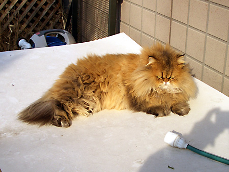 猫、チンチラ・来夢、来喜、ミドリガメ・マックス、コロタン