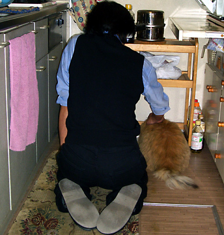 猫, チンチラ・ゴールデン, 来夢, 来喜