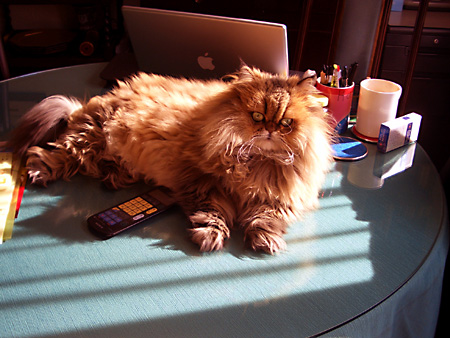 猫、チンチラ・来夢、来喜、ミドリガメ・マックス、コロタン