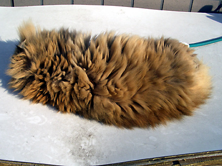 猫、チンチラ・来夢、来喜、ミドリガメ・マックス、コロタン