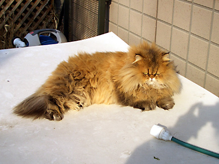 猫、チンチラ・来夢、来喜、ミドリガメ・マックス、コロタン