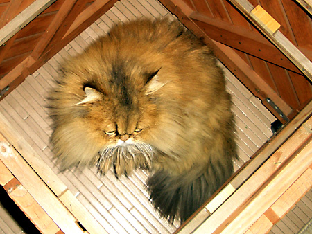 猫、チンチラ・来夢、来喜、ミドリガメ・マックス、コロタン