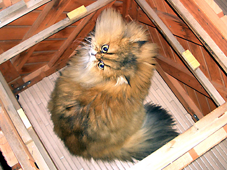 猫、チンチラ・来夢、来喜、ミドリガメ・マックス、コロタン