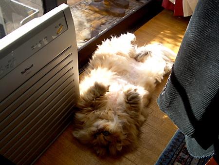 猫、チンチラ・来夢、来喜、ミドリガメ・マックス、コロタン