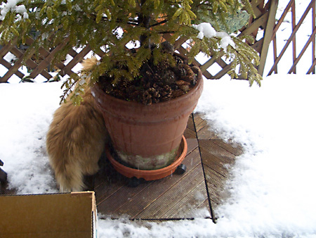 猫、チンチラ・来夢、来喜、ミドリガメ・マックス、コロタン