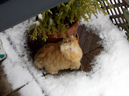 猫、チンチラ・来夢、来喜、ミドリガメ・マックス、コロタン