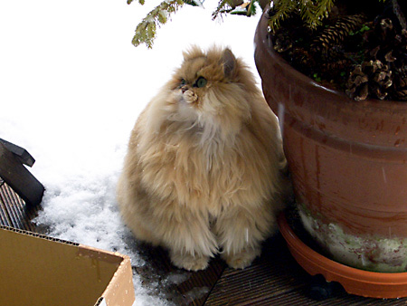 猫、チンチラ・来夢、来喜、ミドリガメ・マックス、コロタン