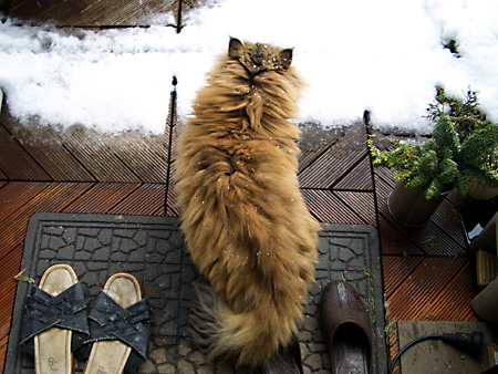 猫、チンチラ・来夢、来喜、ミドリガメ・マックス、コロタン