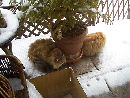 猫、チンチラ・来夢、来喜、ミドリガメ・マックス、コロタン