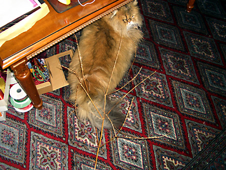 猫、チンチラ・来夢、来喜、ミドリガメ・マックス、コロタン