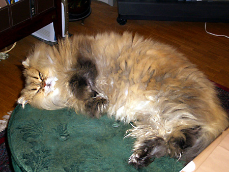 猫、チンチラ・来夢、来喜、ミドリガメ・マックス、コロタン