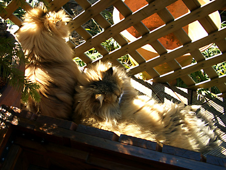 猫、チンチラ・来夢、来喜、ミドリガメ・マックス、コロタン